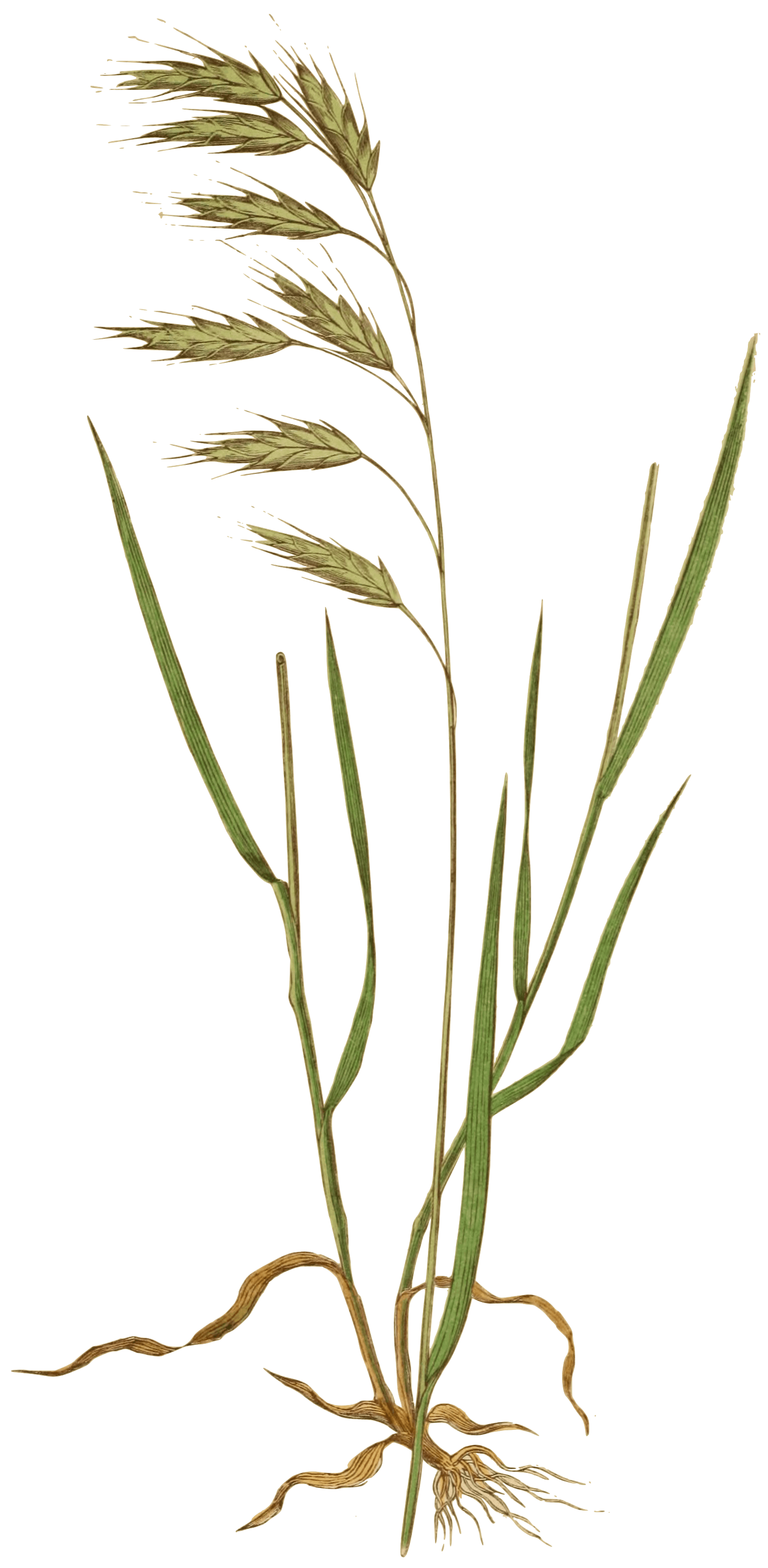 bromus-comutatus.png