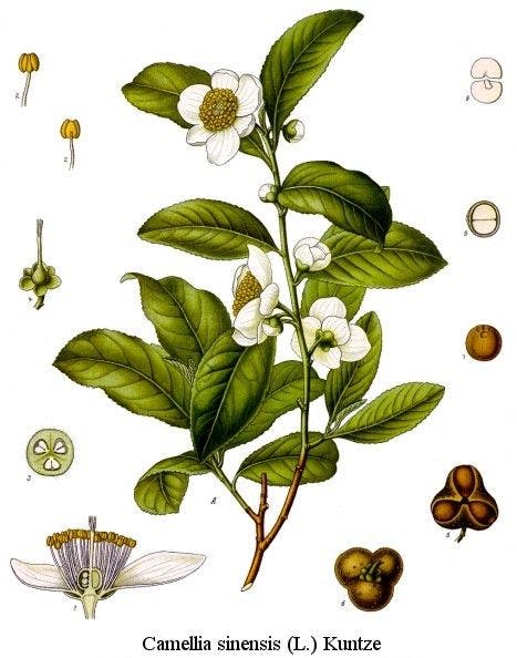 camellia-sinensis.jpg