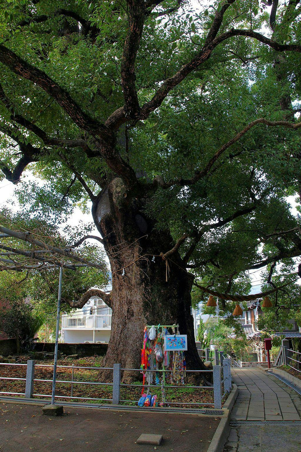 camphor-tree-nagasaki.jpeg