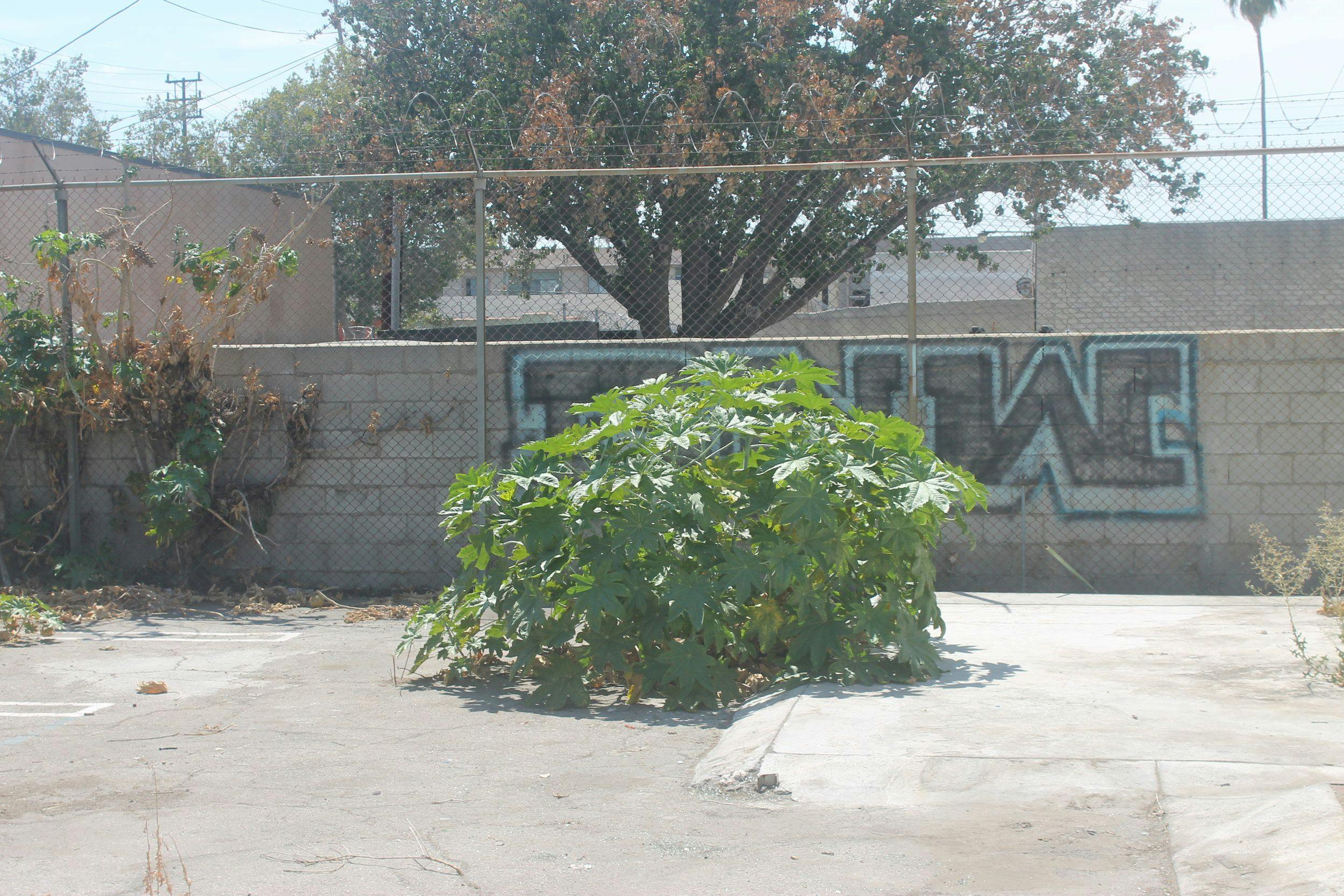 castor-bean-fence-graffiti.jpeg