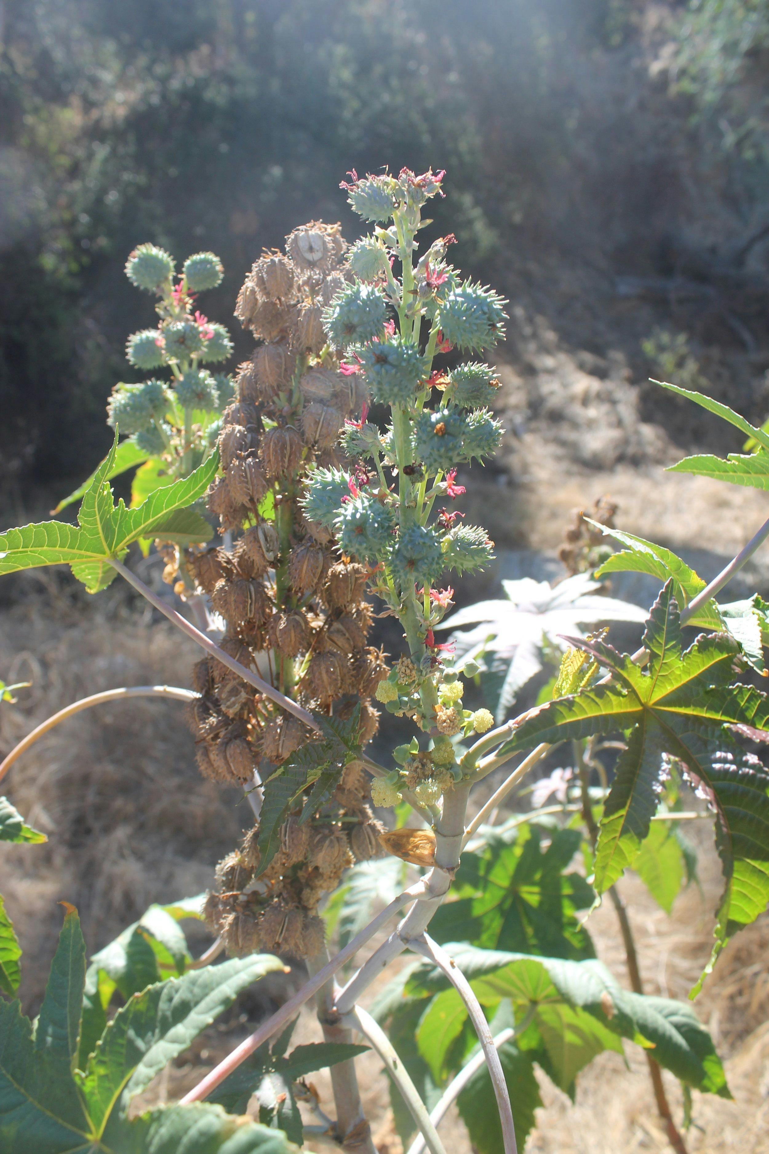 castor-bean-plant.jpeg