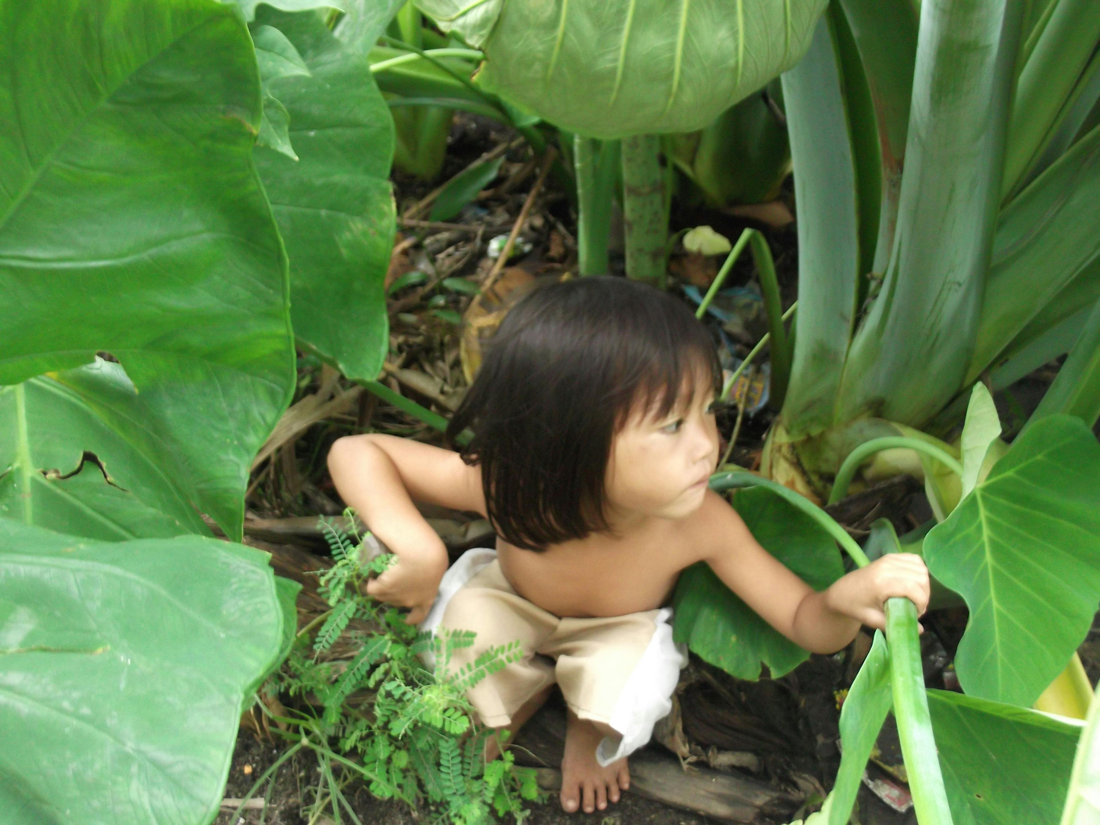 child-amongst-taro-plants.JPG