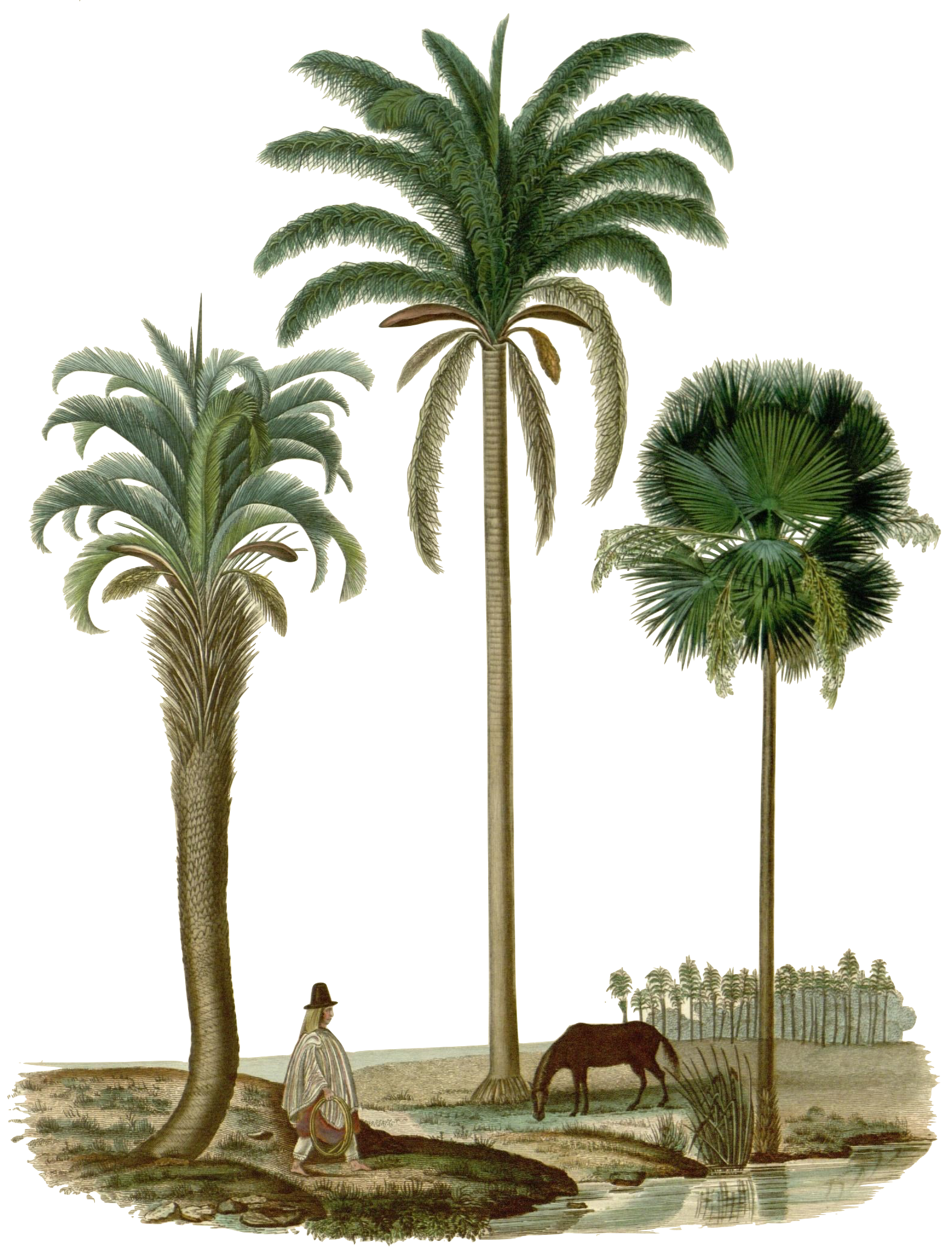 desert-oasis-palms.png