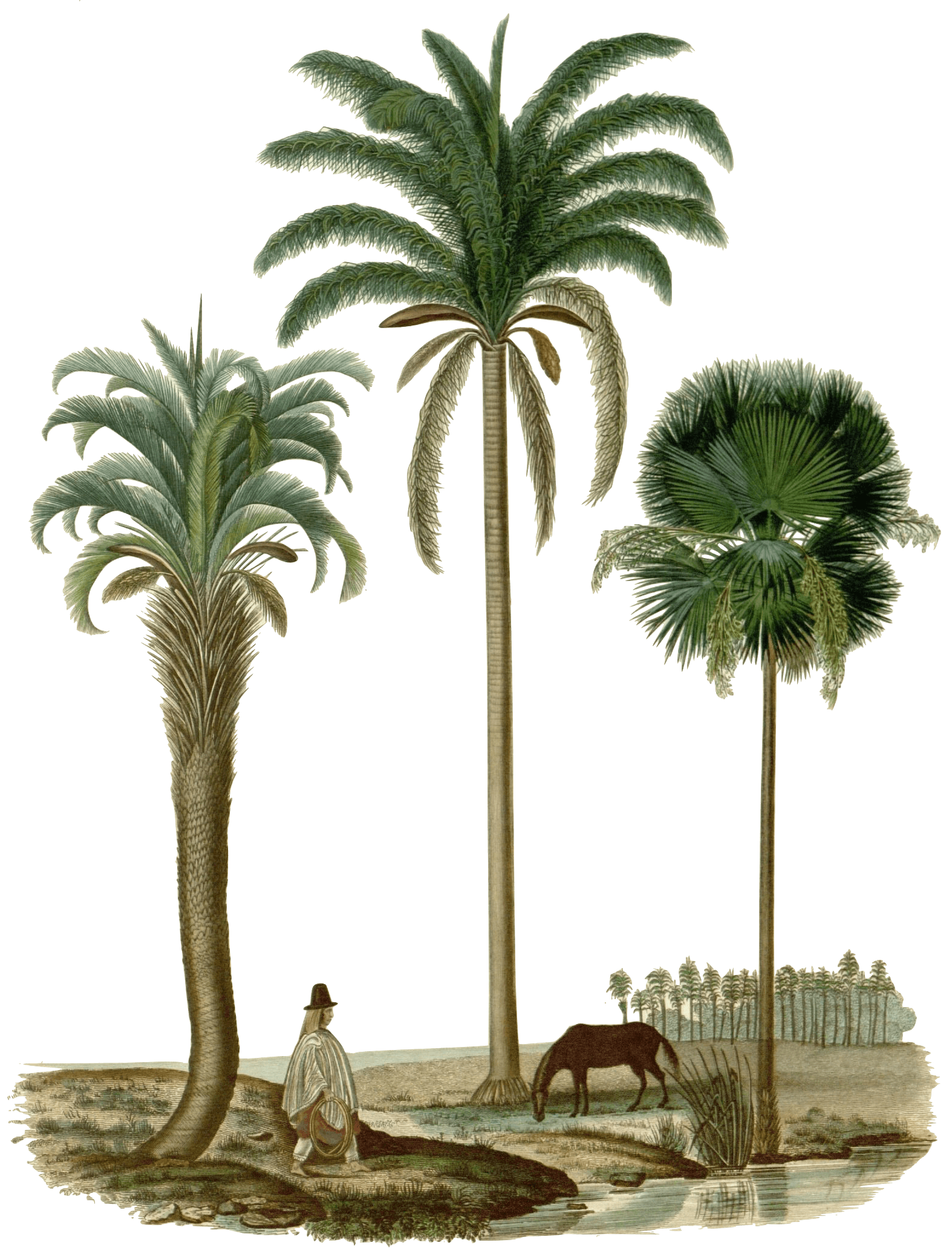 desert-oasis-palms.png