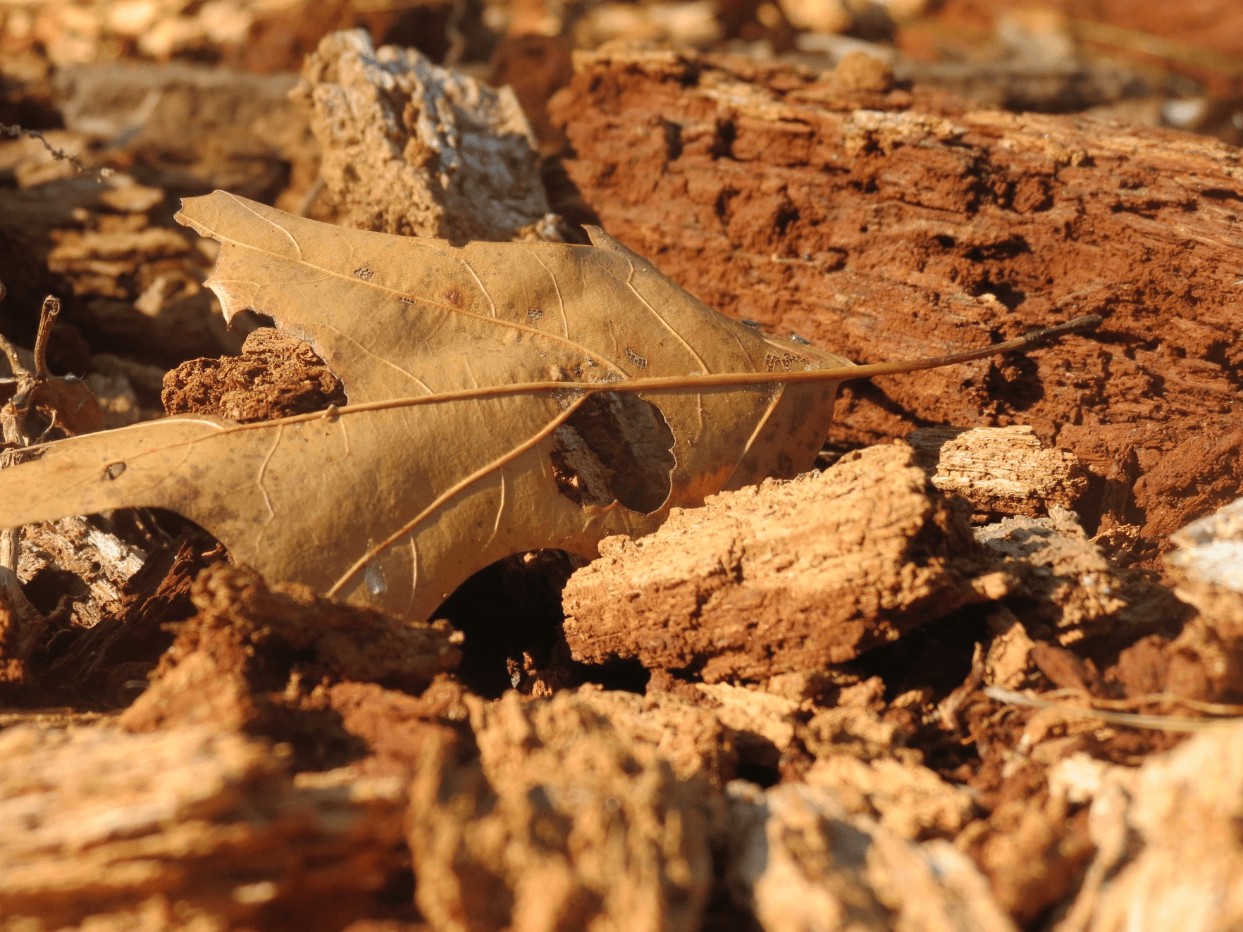 dried-leaf-rocks.png