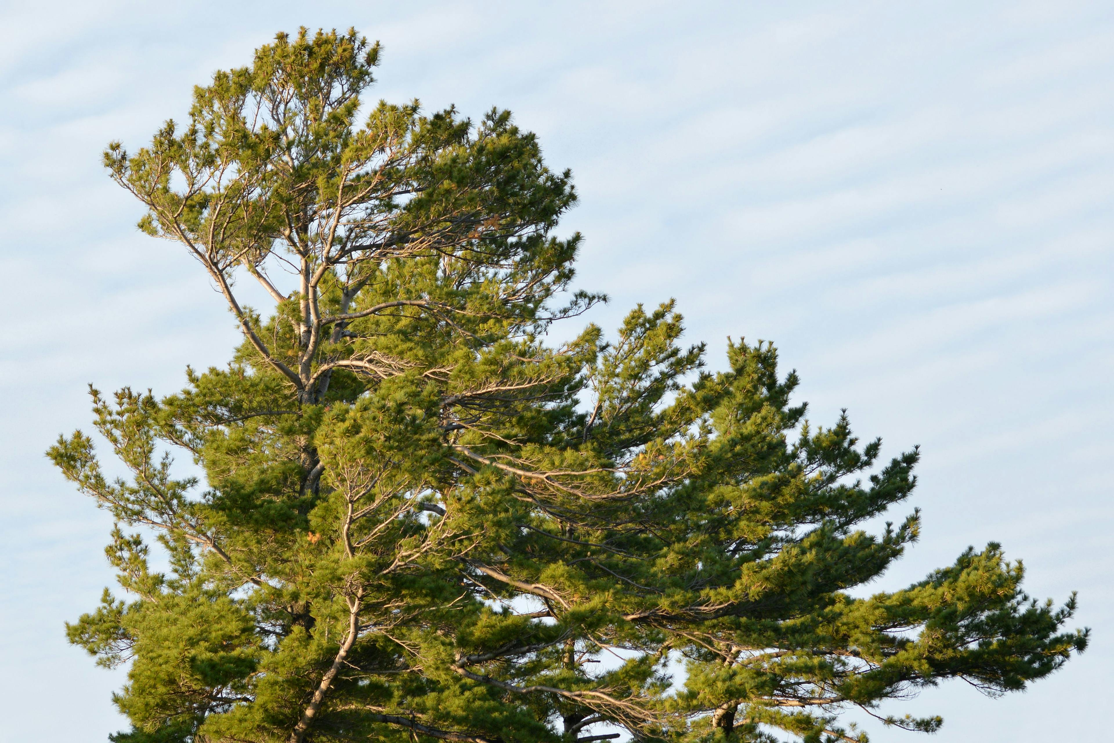 eastern-white-pine.jpg