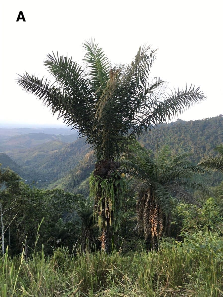 ecuadorian-ivory-palm.jpg