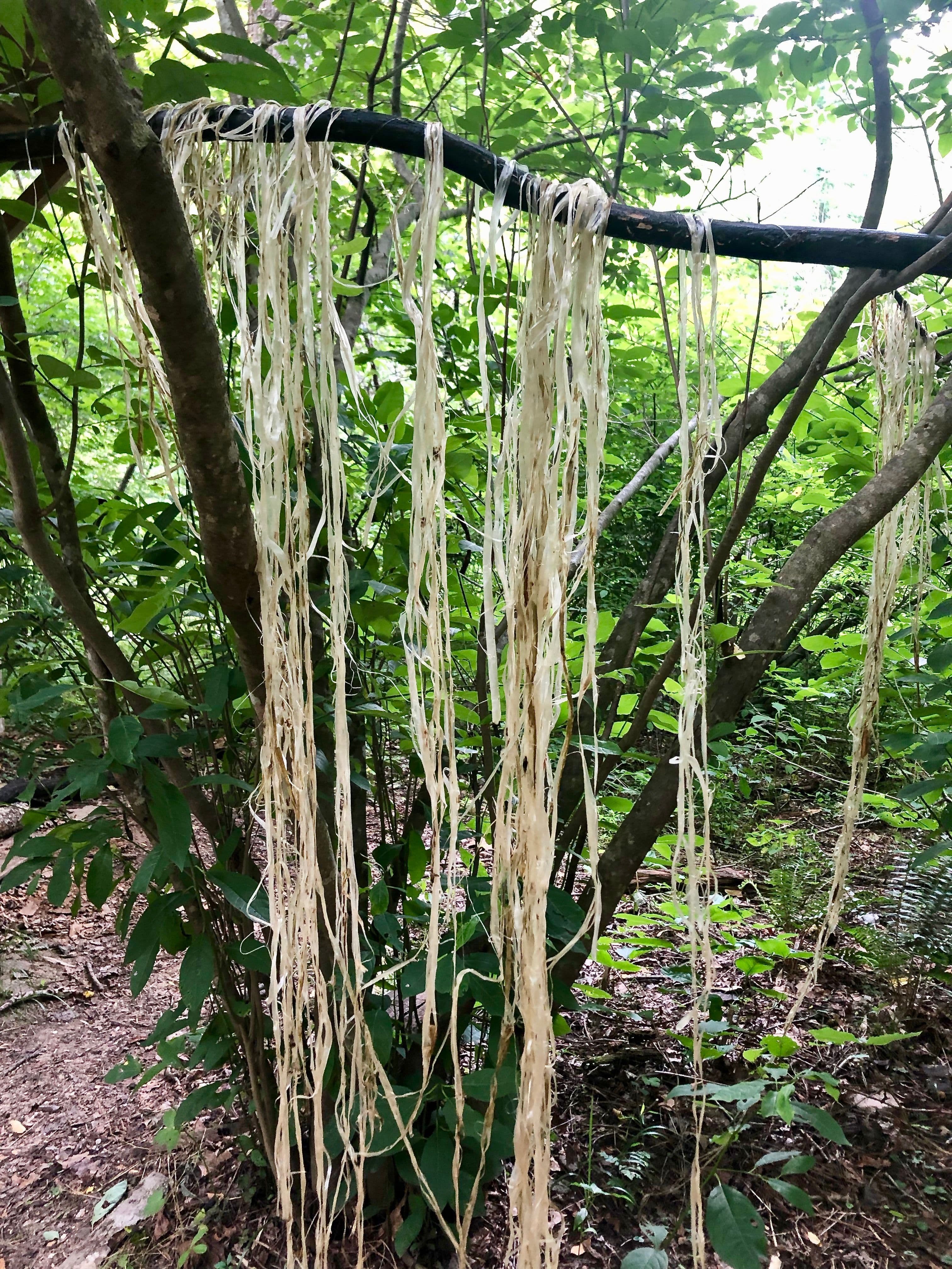 kudzu-hanging-from-tree.jpeg