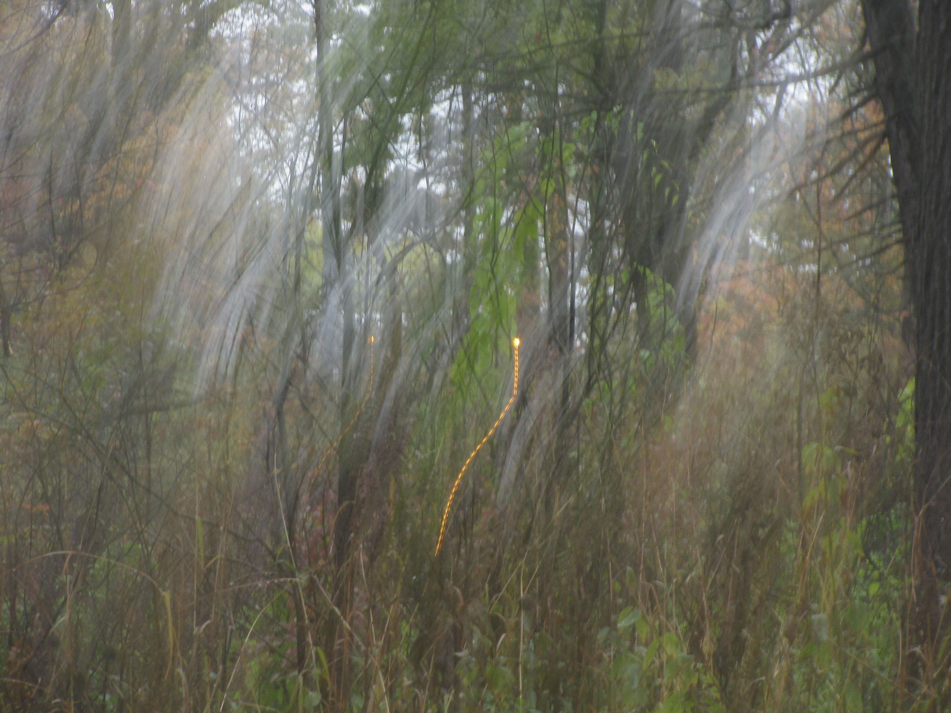 light-trails-trees.jpg