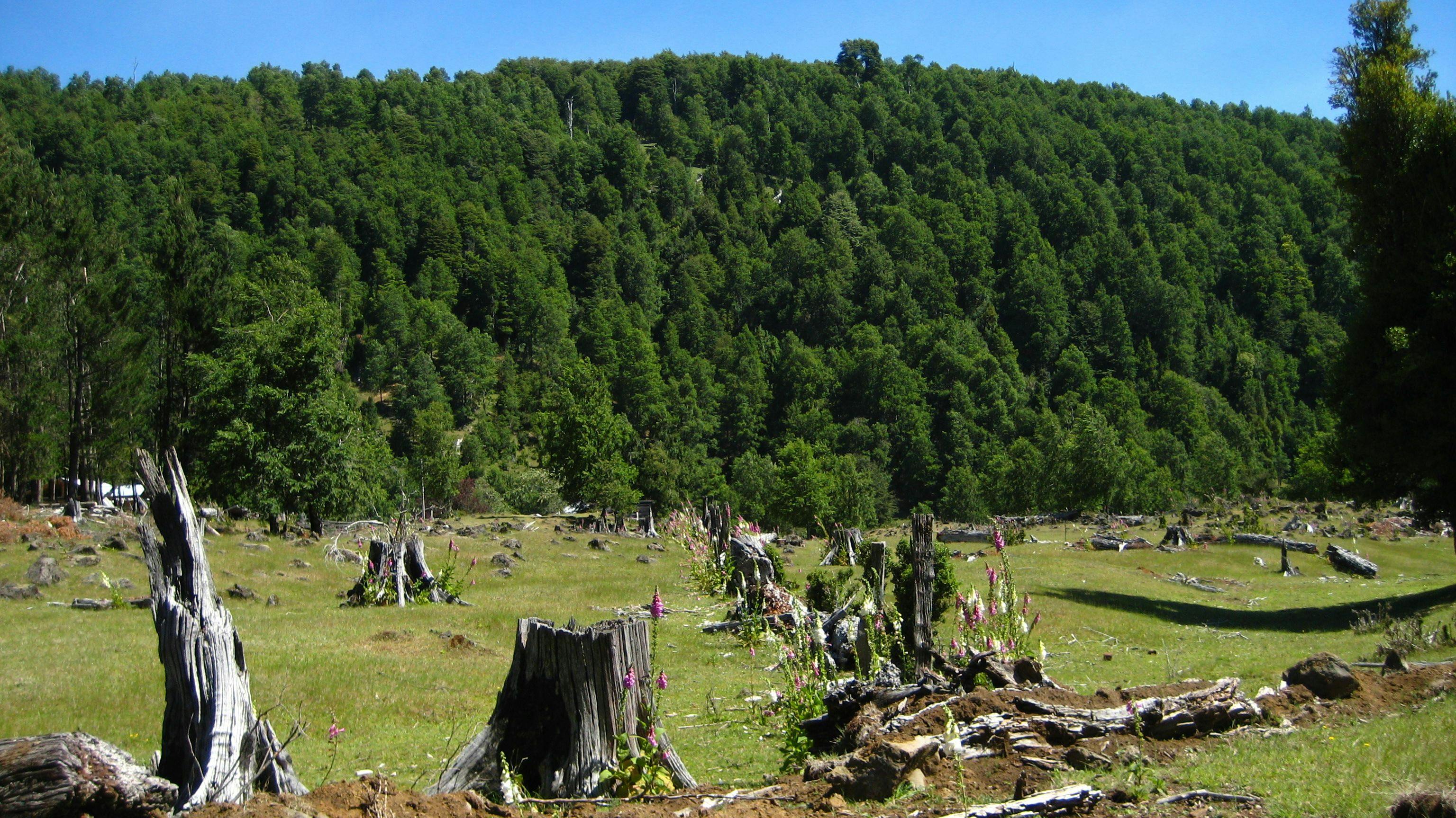 logging-southern-chile.JPG