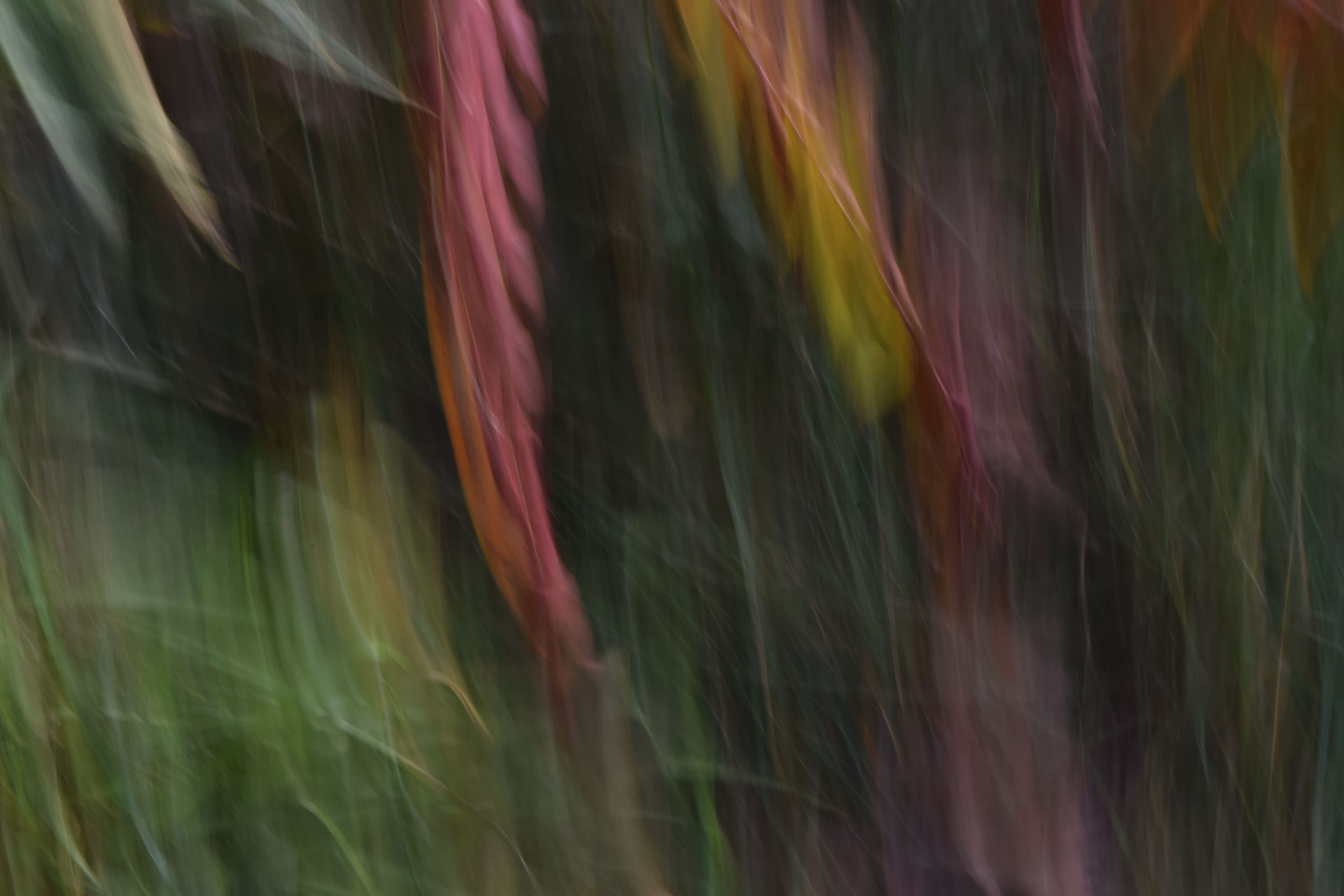 long-exposure-plants.JPG