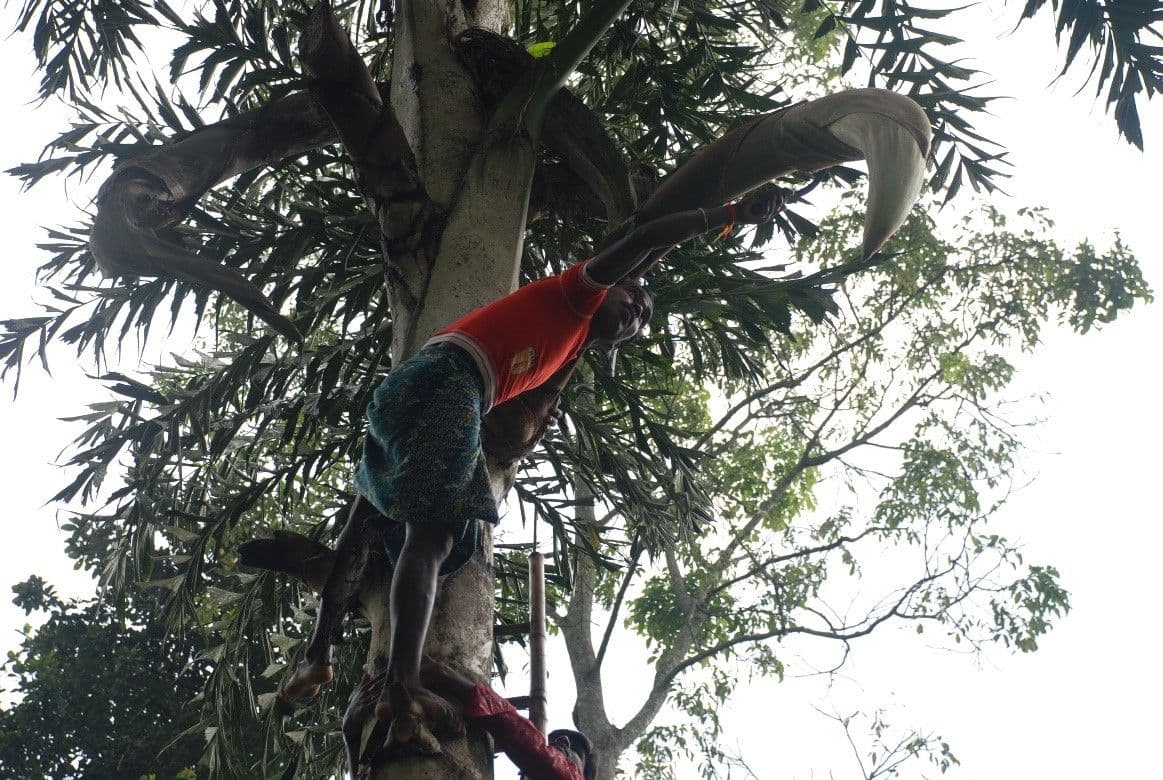 man-tapping-palm-for-toddy.jpg