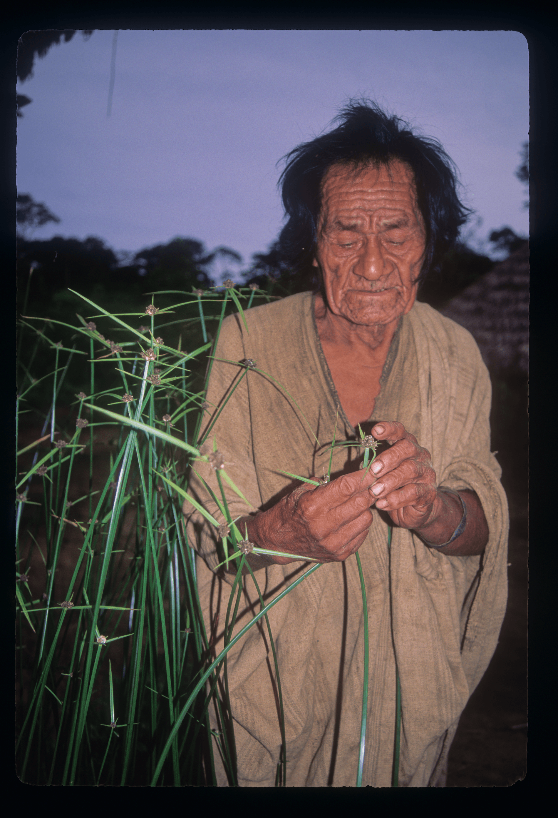 matsigenka-man-checking-plant.png