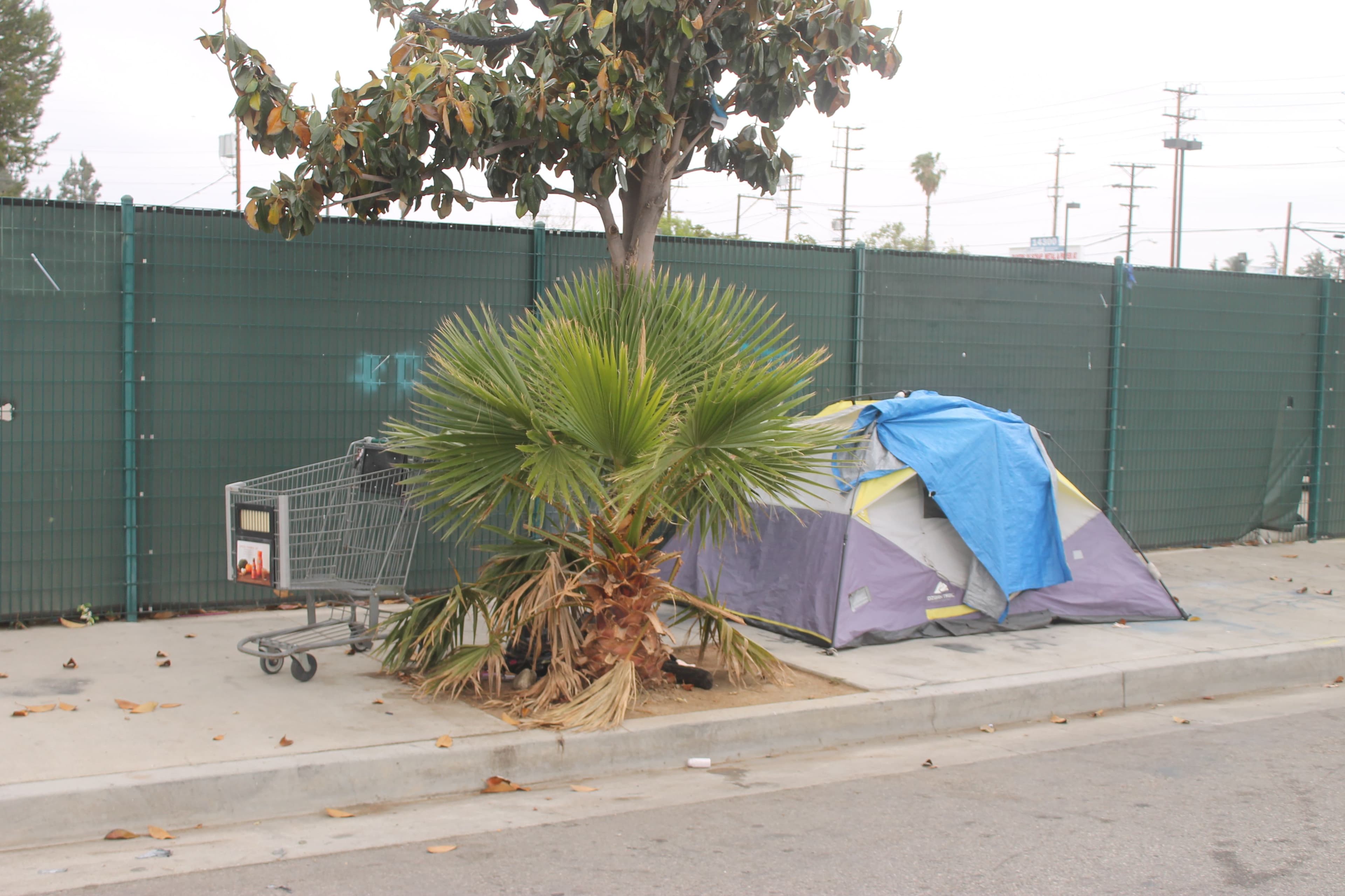 mexican-fan-palm-tent-trolley.JPG