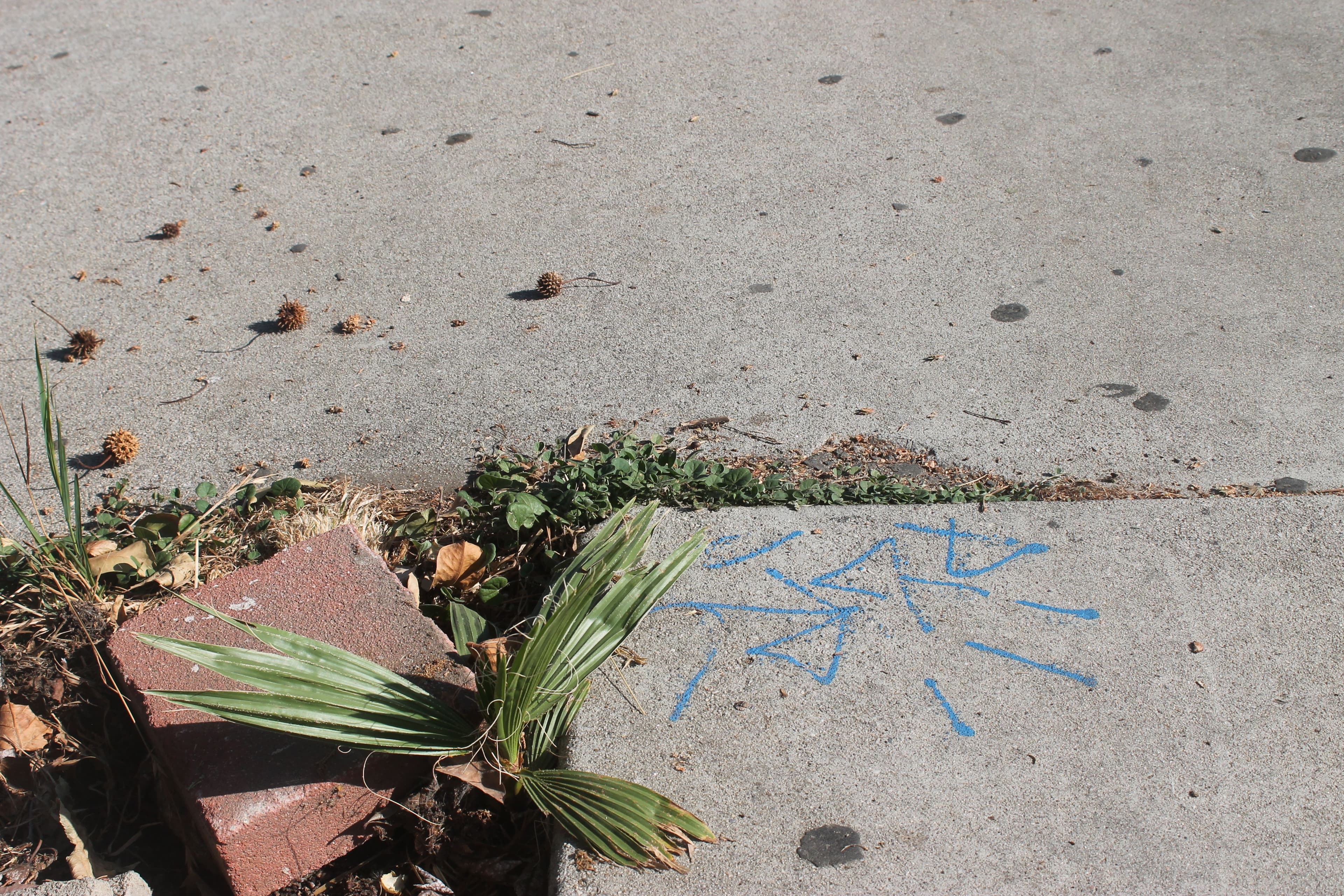 mexican-fan-palm-utility-markings.JPG