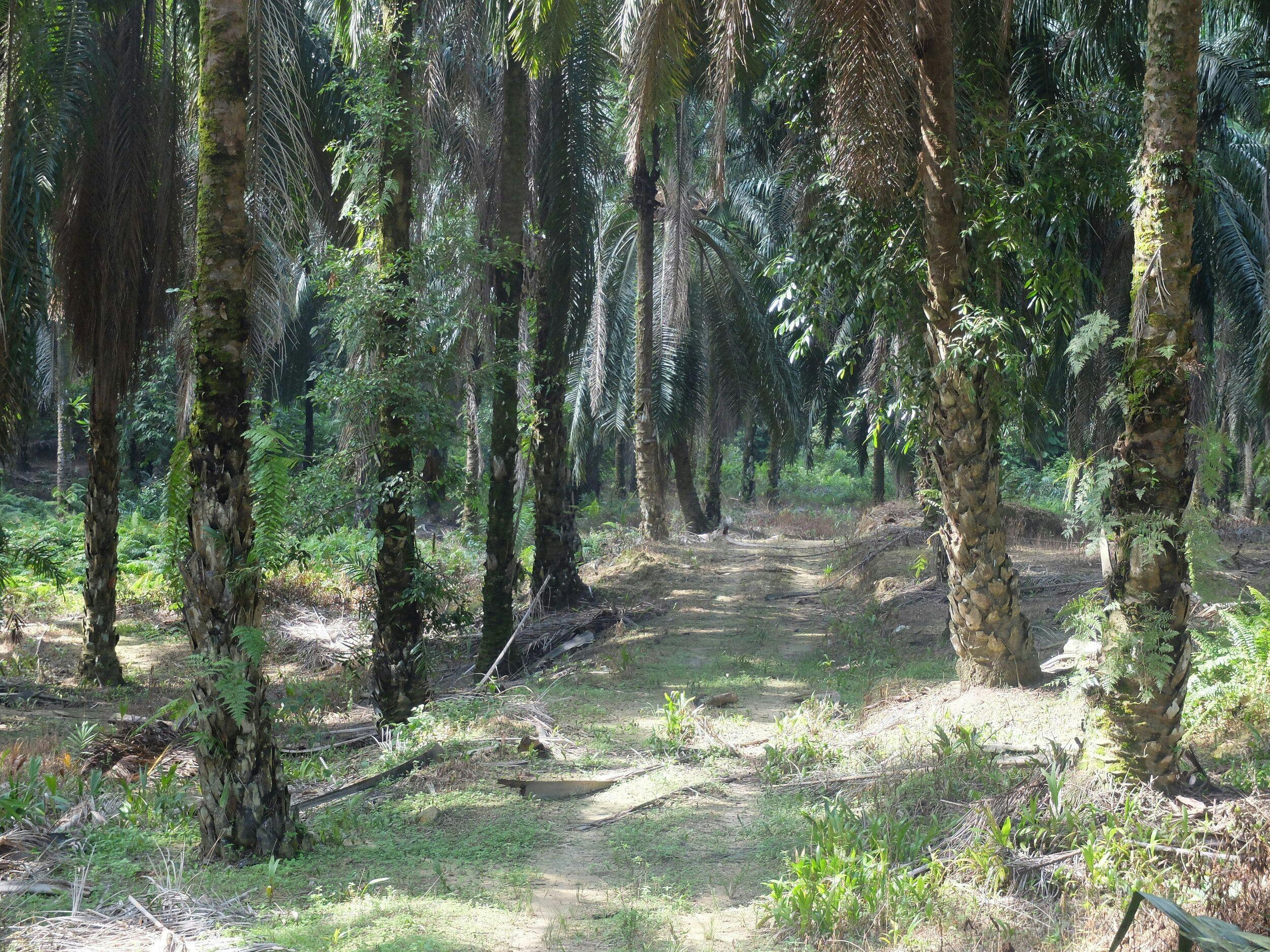 palm-oil-plantation.jpeg
