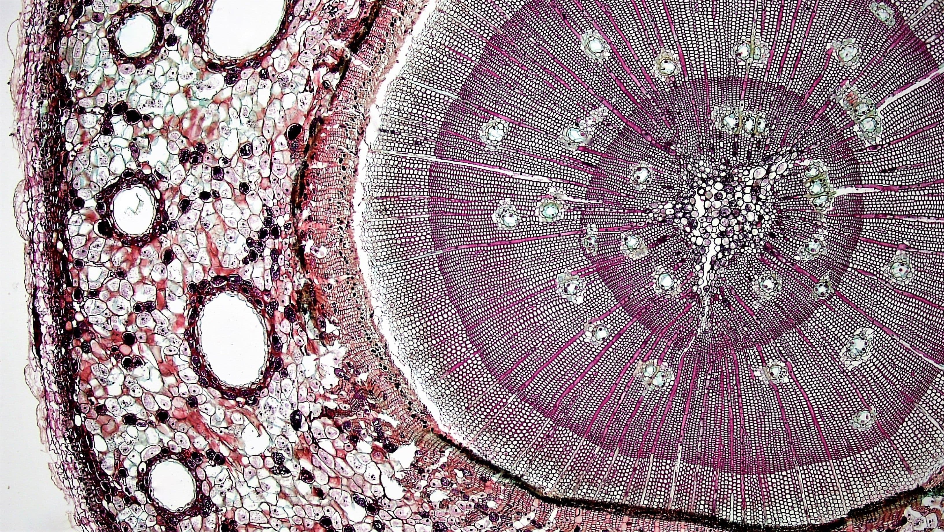 pinus-strobus-stem-cross-section.jpeg