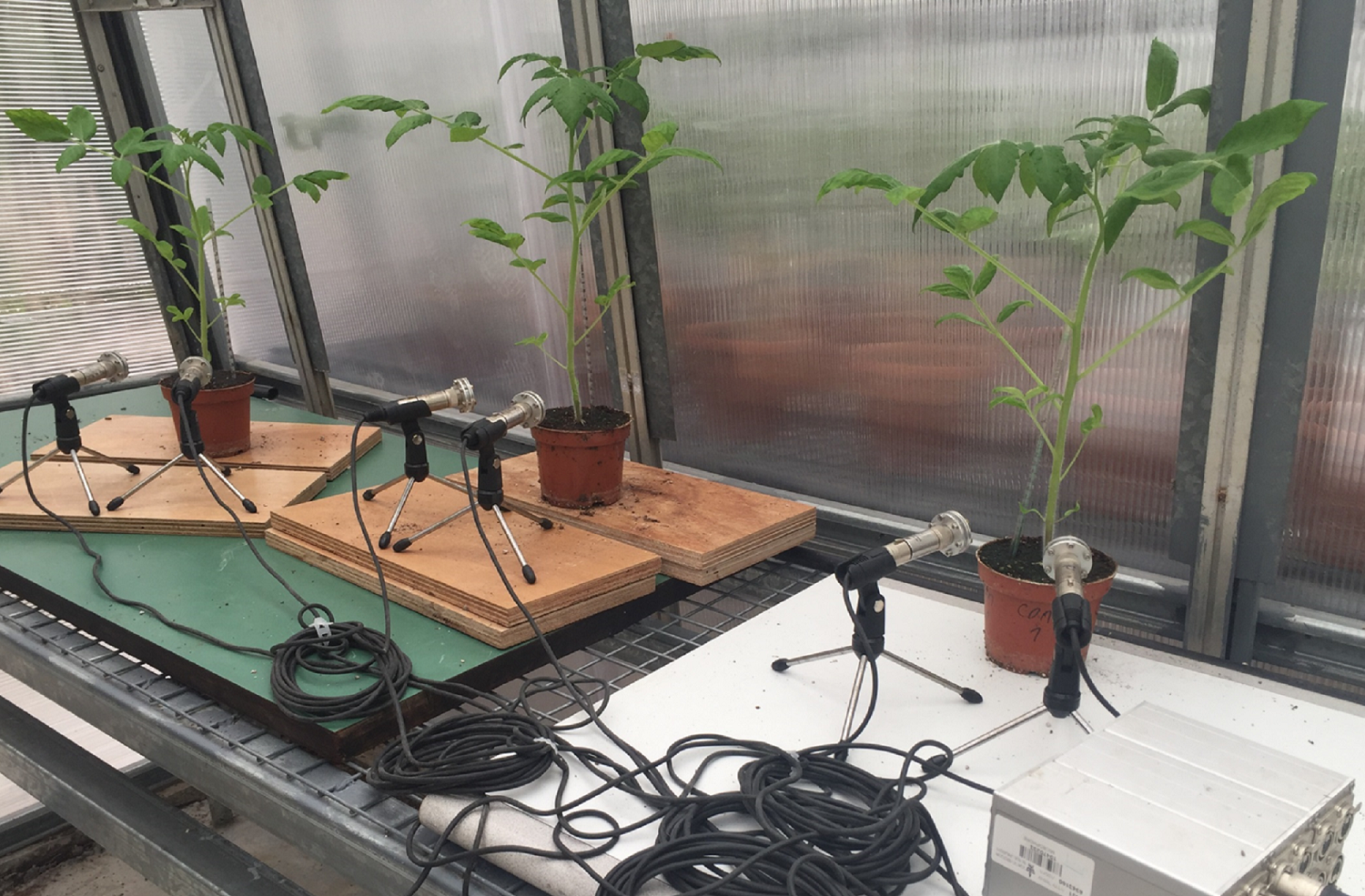 plant-acoustics-tomato-microphone-study.png