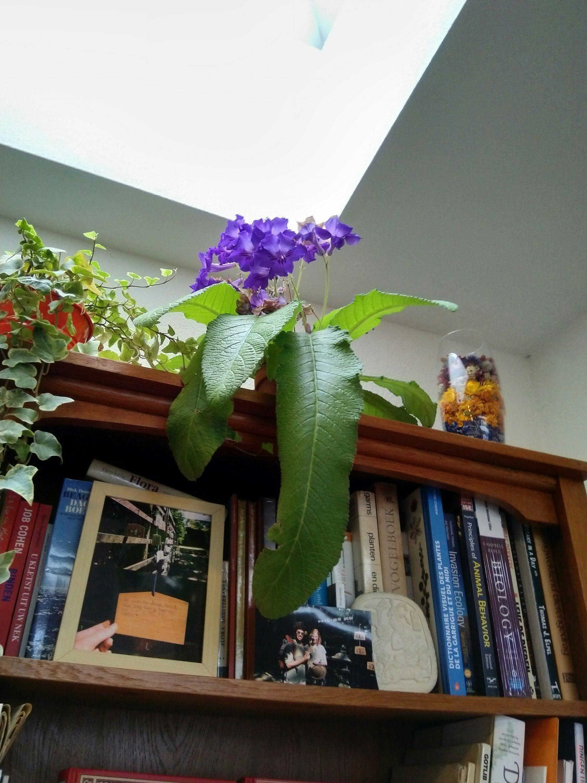 plant-on-bookshelf.jpeg