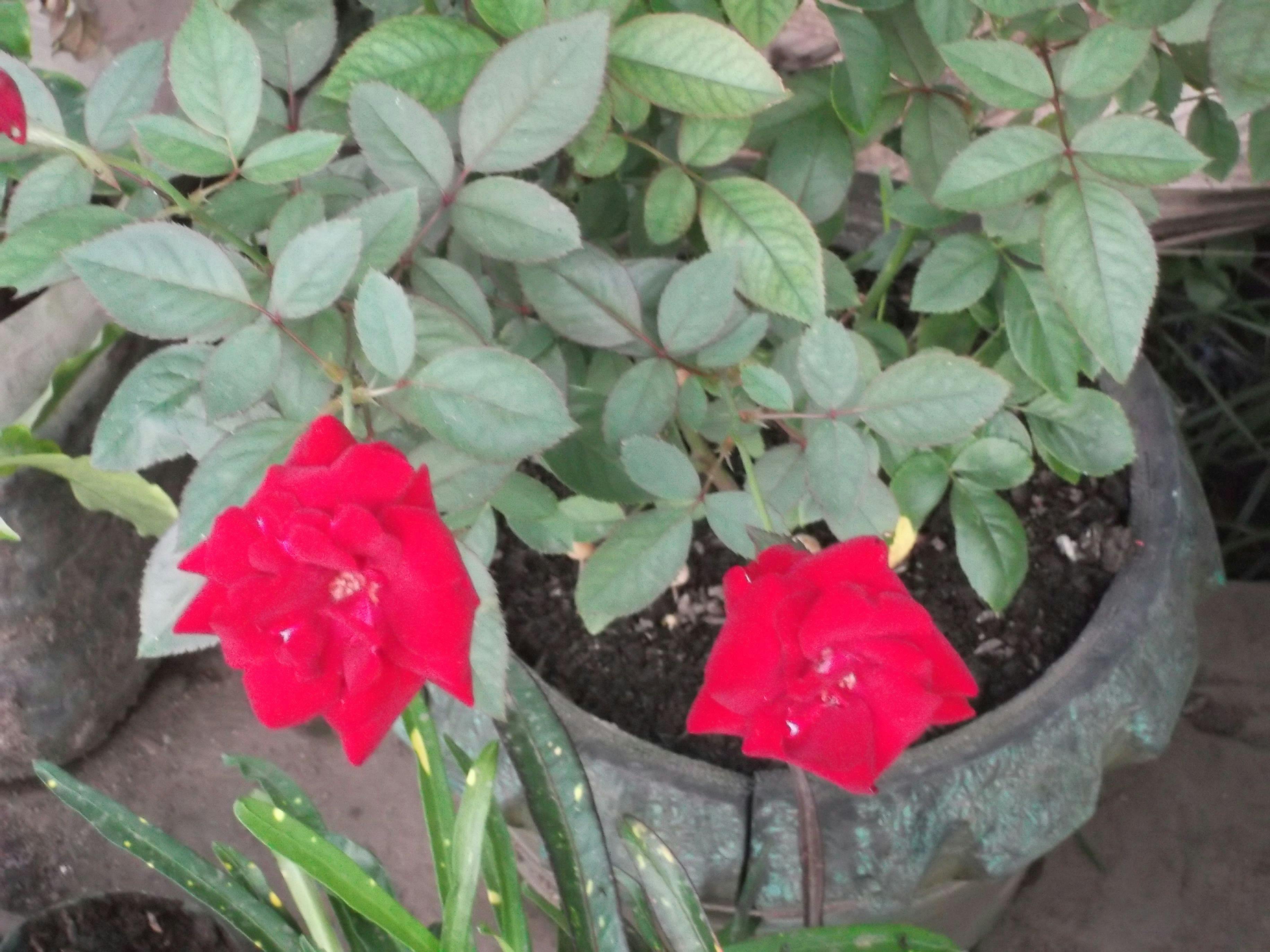 red-flowers-in-a-pot.JPG