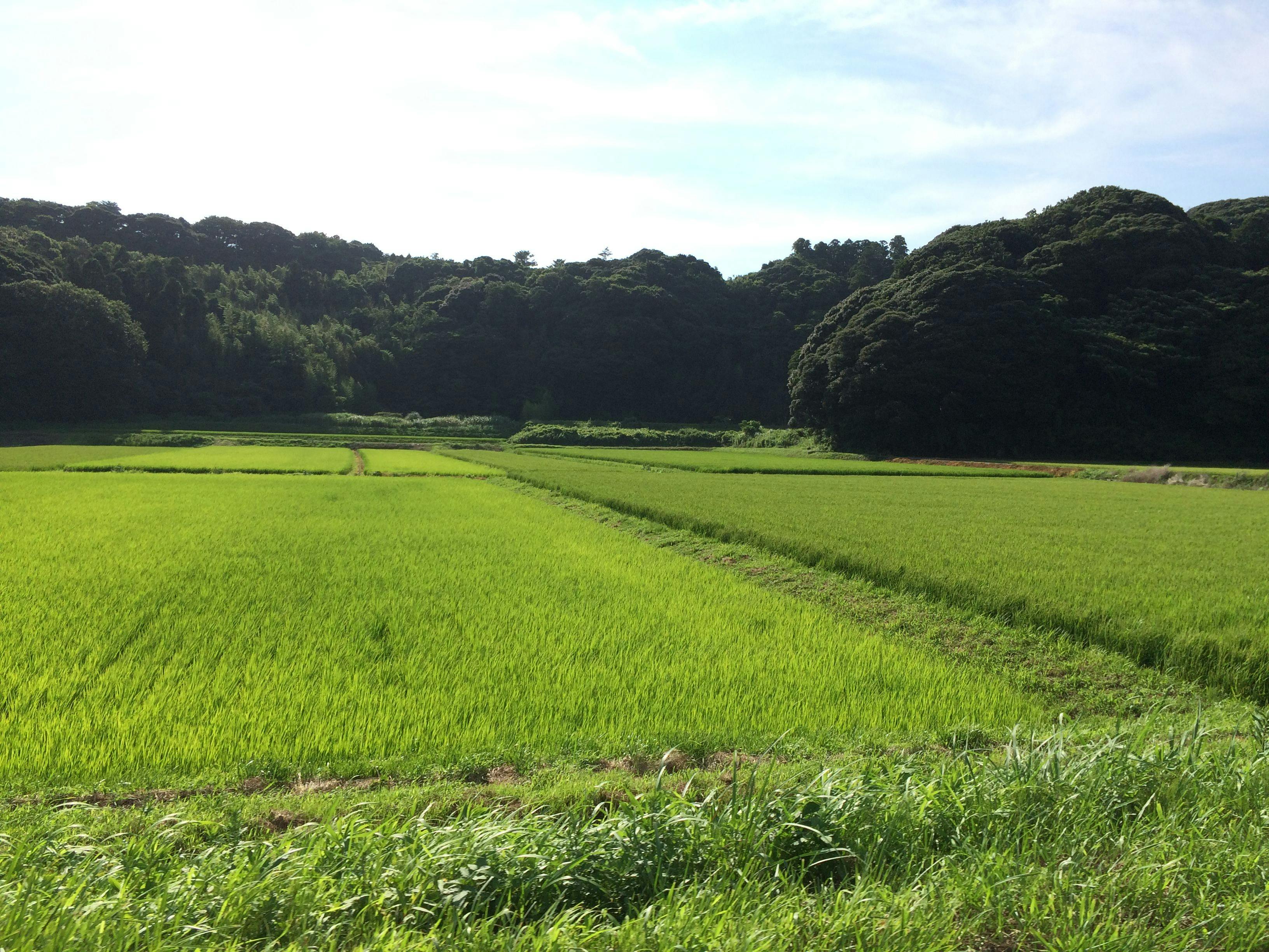 rice-paddies-japan.JPG