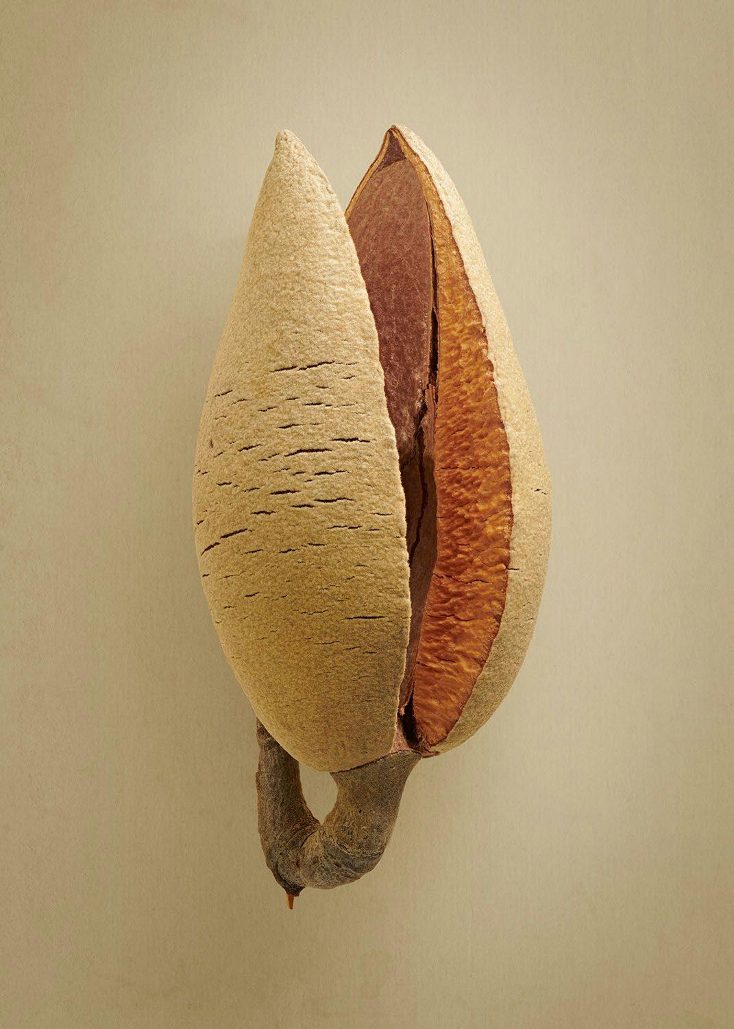 sandplain-woody-pear.jpg