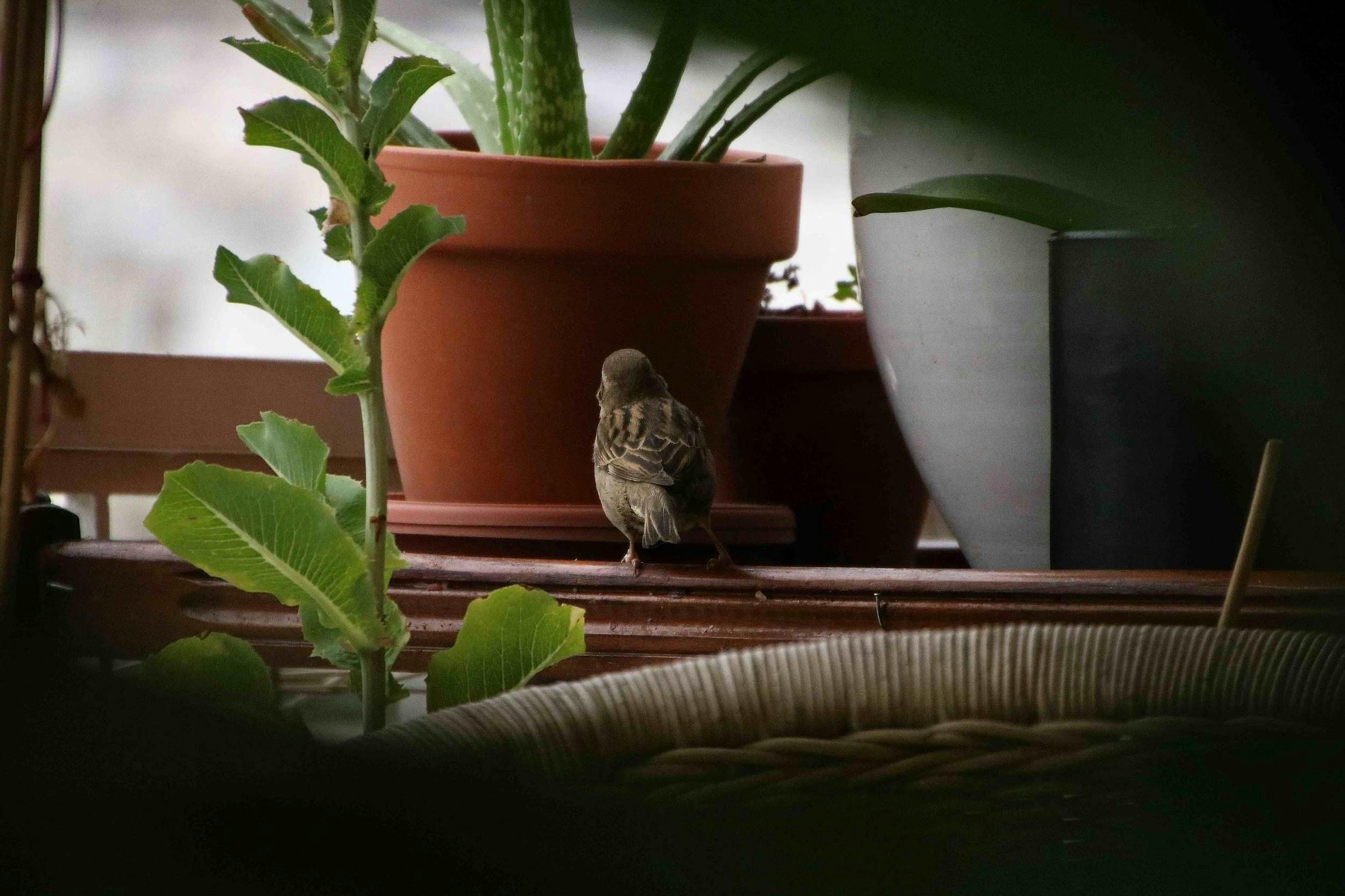 sparrow-amongst-potted-plants.jpeg