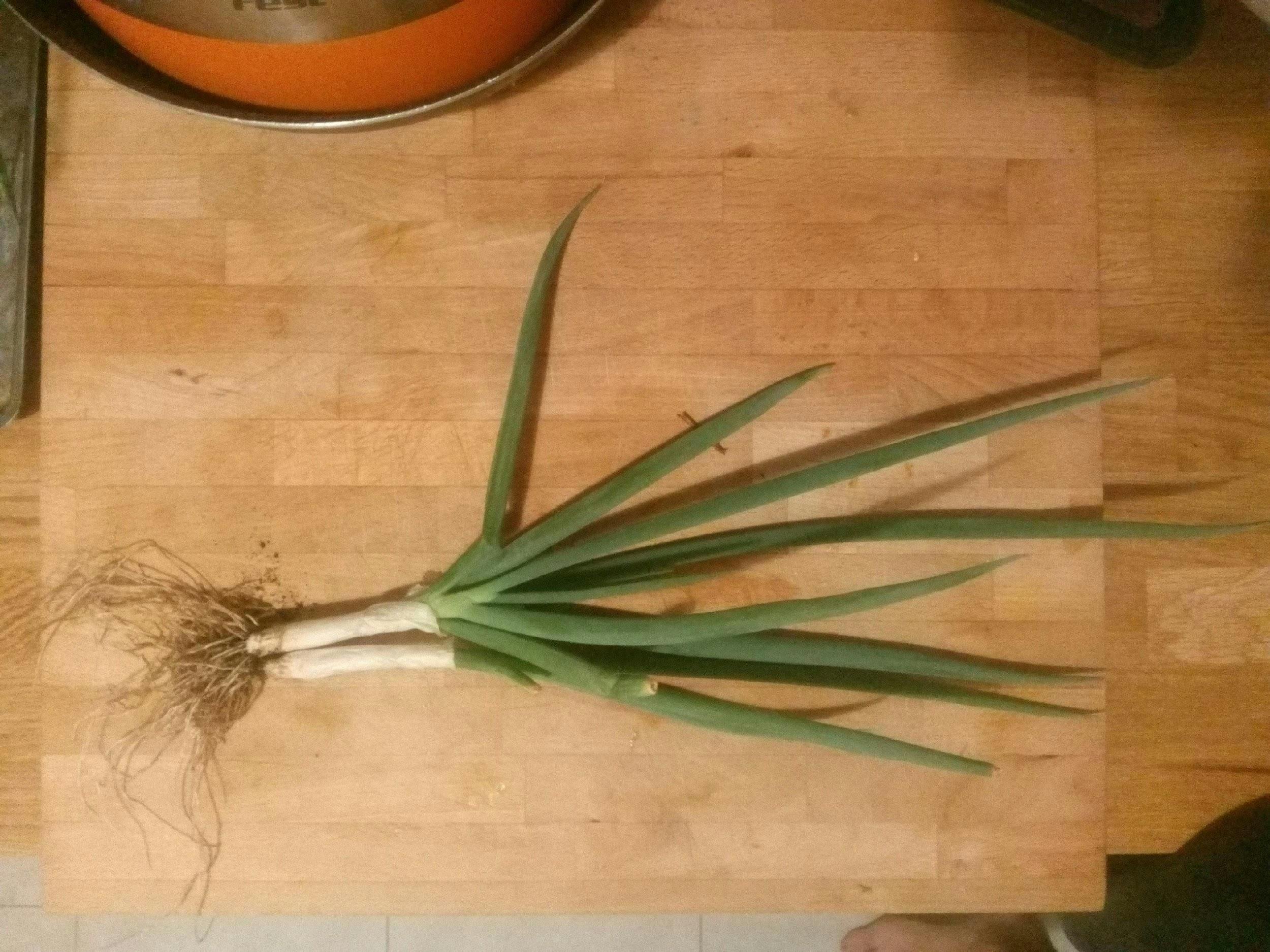 spring-onions.jpeg