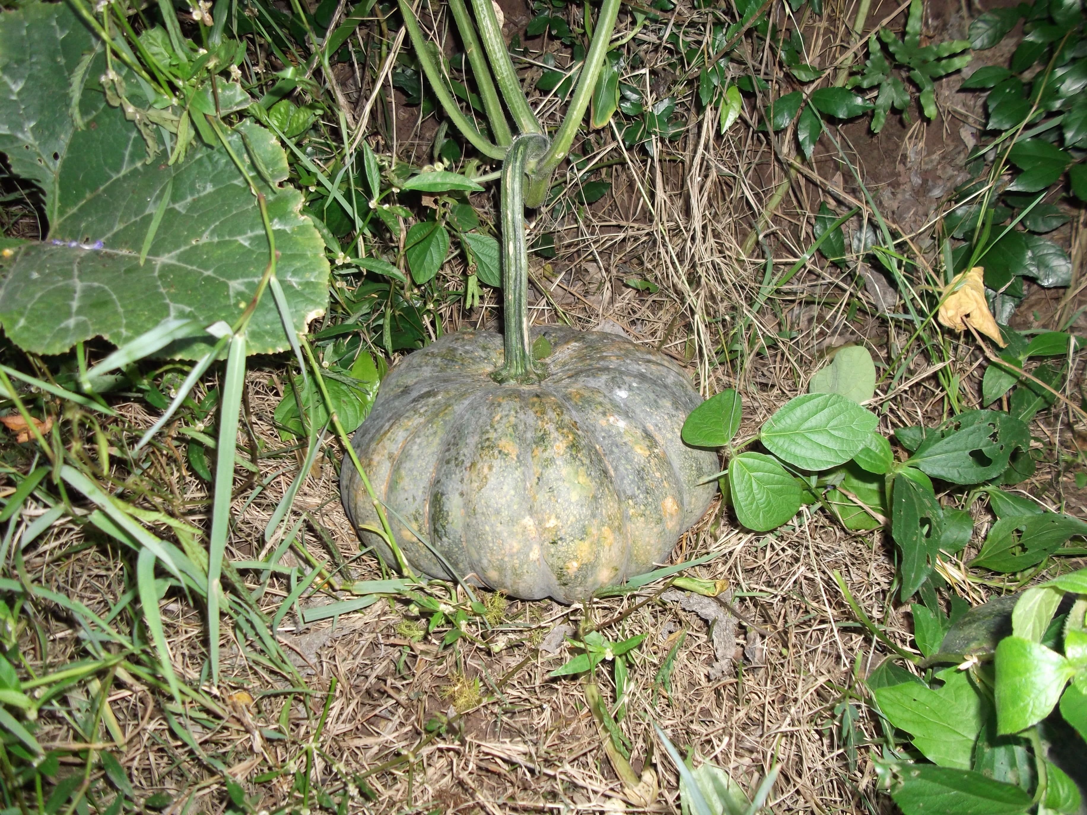 squash-plant.JPG