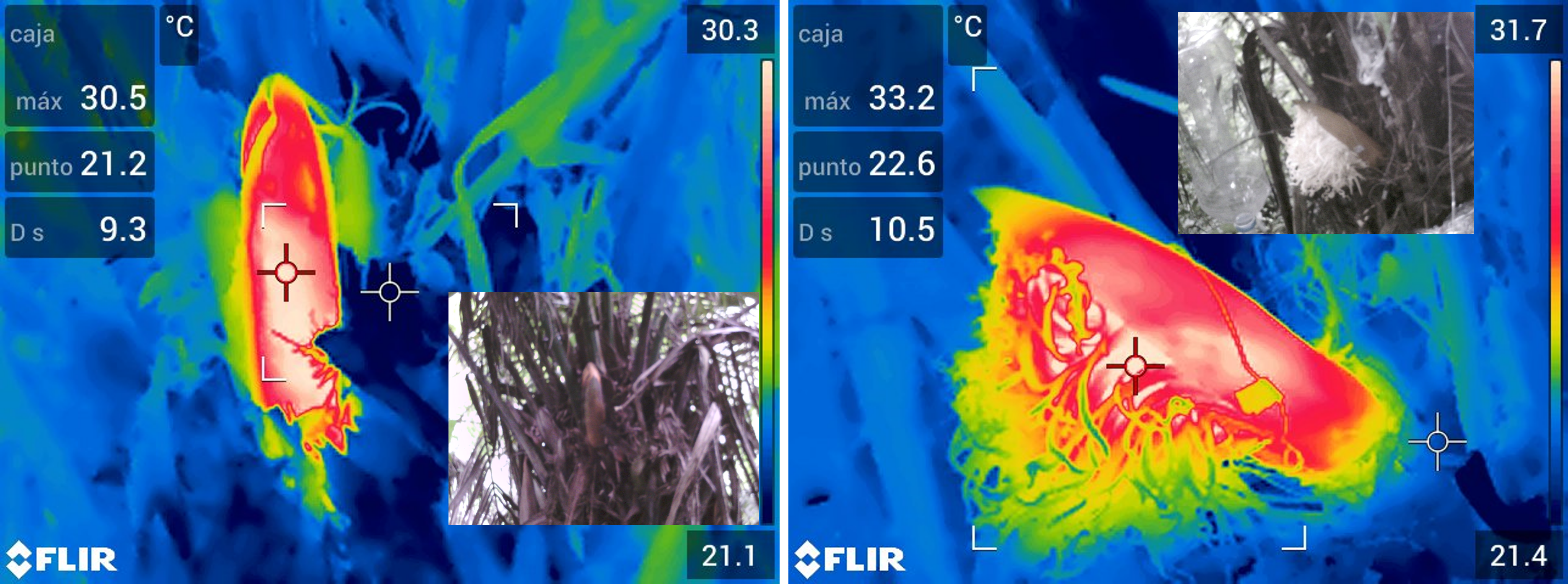 thermal-images-bud-inflorescence.png