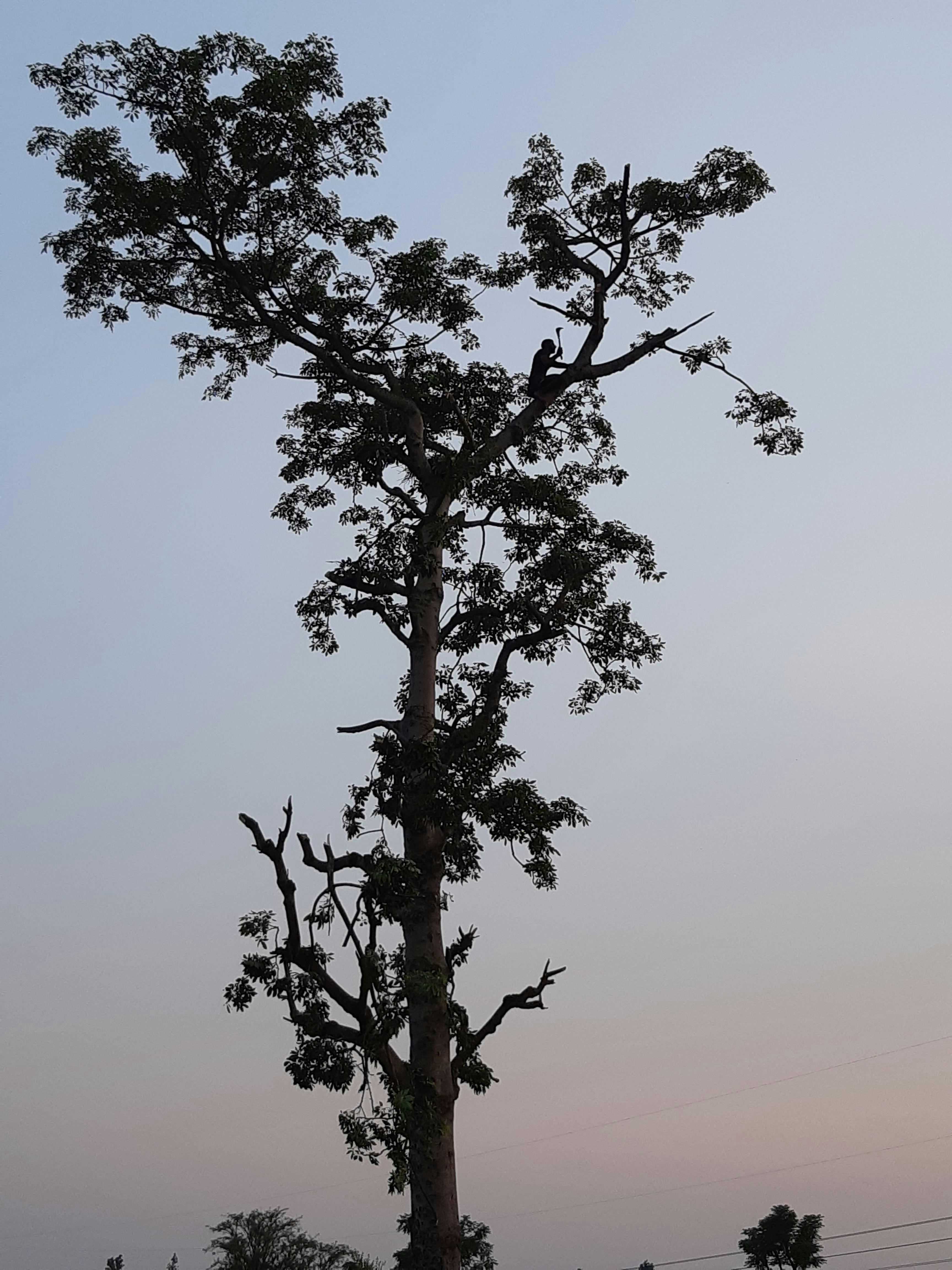 van-gujjar-lopping-tree.jpg