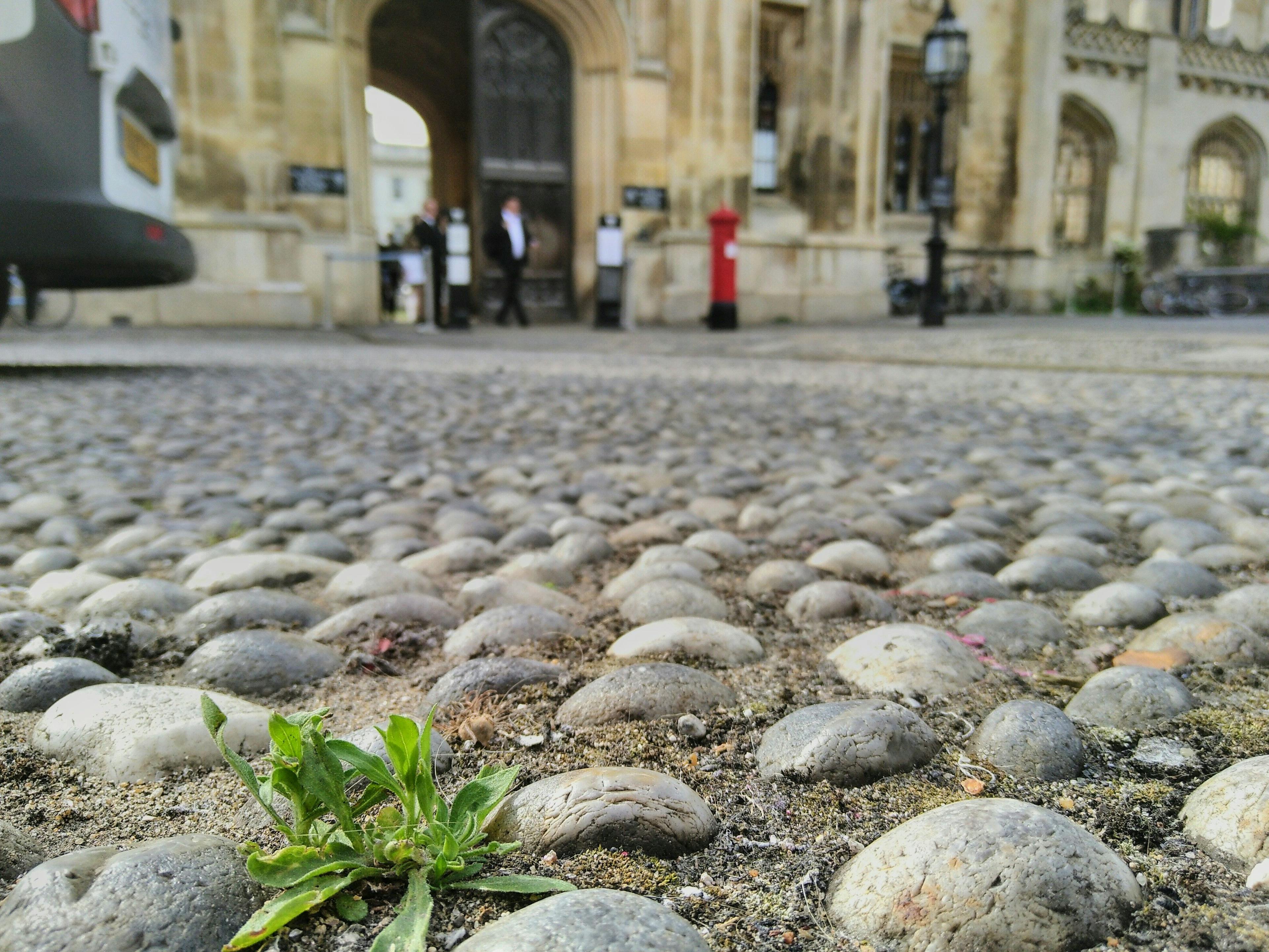 weeds-amongst-cobblestones.jpg