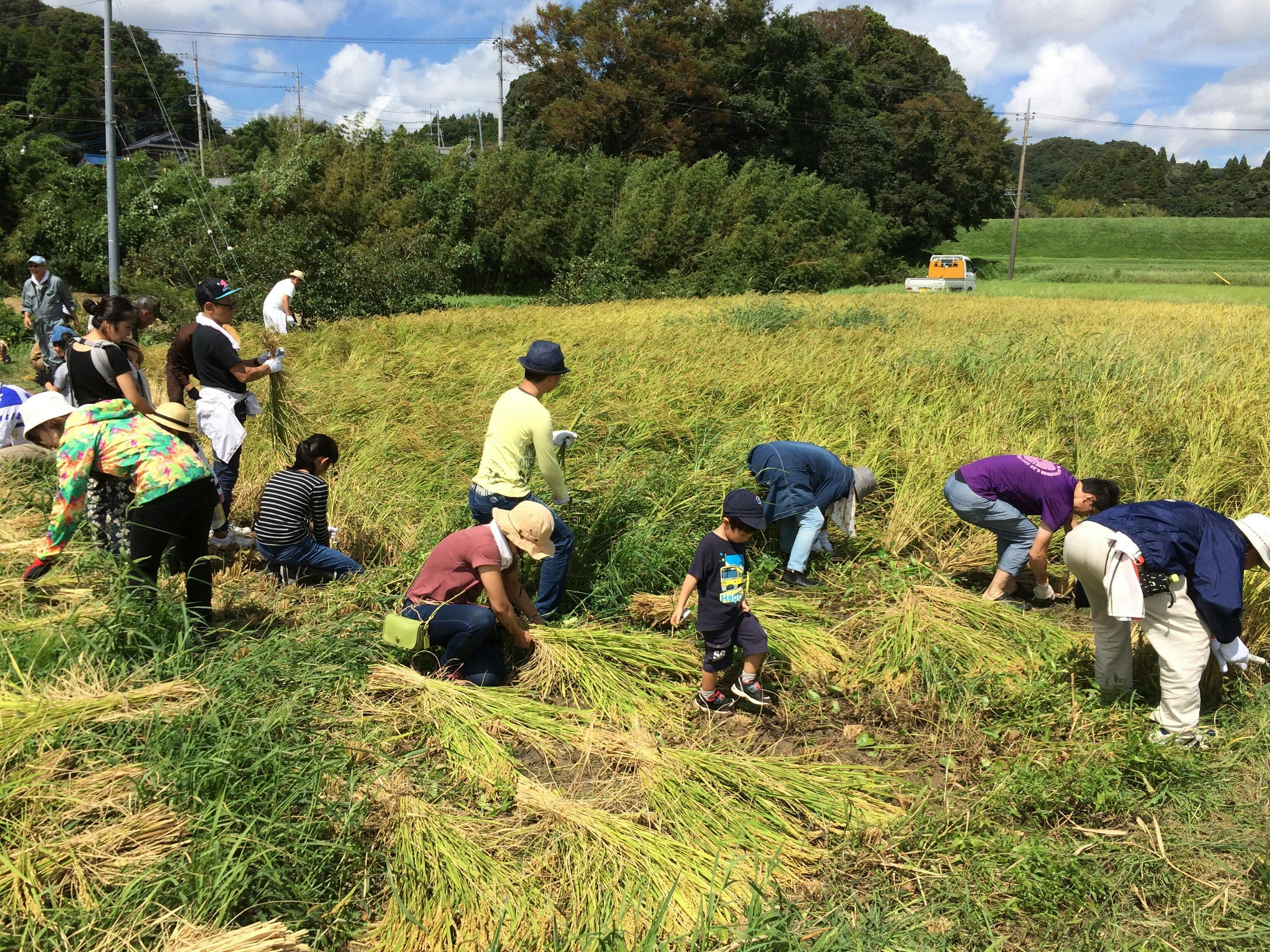 workers-cropping-rice.JPG